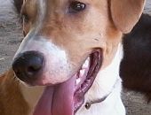 Doação de cachorro adulto fêmea com pelo médio e de porte médio em Rio De Janeiro/RJ - 29/04/2013 - 10381