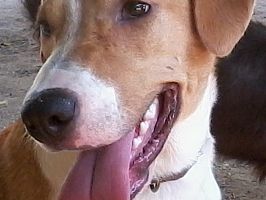 Doação de cachorro adulto fêmea com pelo médio e de porte médio em Rio De Janeiro/RJ - 29/04/2013 - 10381