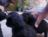 Doação de filhote de cachorro com pelo curto e de porte pequeno em Salvador/BA - 24/03/2013 - 10165