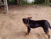 Doação de filhote de cachorro macho com pelo curto e de porte médio em Porto Alegre/RS - 21/10/2013 - 11265