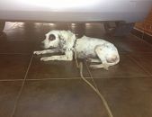 Doação de cachorro adulto fêmea com pelo curto e de porte pequeno em Porto Alegre/RS - 25/01/2014 - 12278