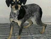 Doação de cachorro adulto fêmea com pelo curto e de porte pequeno em São Paulo/SP - 20/09/2014 - 15308