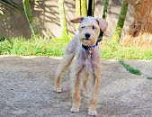 Doação de cachorro adulto macho com pelo longo e de porte pequeno em Belo Horizonte/MG - 29/09/2014 - 15399