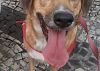 Doação de cachorro adulto fêmea com pelo curto e de porte médio em Rio De Janeiro/RJ - 06/05/2013 - 10393