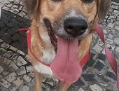 Doação de cachorro adulto fêmea com pelo curto e de porte médio em Rio De Janeiro/RJ - 06/05/2013 - 10393