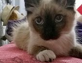 Doação de filhote de gato fêmea com pelo longo e de porte pequeno em São Paulo/SP - 12/01/2016 - 20884