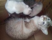 Doação de filhote de gato fêmea com pelo curto e de porte pequeno em Osasco/SP - 22/09/2016 - 24190