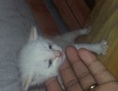 Doação de filhote de gato macho com pelo curto e de porte pequeno em Osasco/SP - 23/09/2016 - 24198