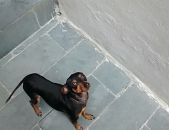 Doação de cachorro adulto macho com pelo curto e de porte pequeno em São Paulo/SP - 23/09/2016 - 24203