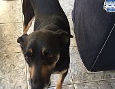 Doação de cachorro adulto fêmea com pelo curto e de porte grande em Franco Da Rocha/SP - 28/09/2016 - 24242