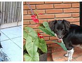 Doação de cachorro adulto macho com pelo curto e de porte pequeno em São Paulo/SP - 03/10/2016 - 24266