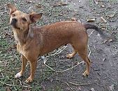 Doação de cachorro adulto fêmea com pelo curto e de porte pequeno em Taboão Da Serra/SP - 03/10/2016 - 24276