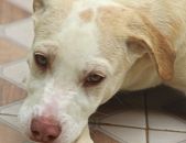 Doação de filhote de cachorro macho com pelo curto e de porte médio em São Paulo/SP - 04/10/2016 - 24300