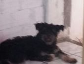 Doação de filhote de cachorro fêmea com pelo curto e de porte médio em Guarulhos/SP - 04/10/2016 - 24301