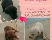 Doação de filhote de cachorro fêmea com pelo curto e de porte médio em Belo Horizonte/MG - 04/10/2016 - 24305