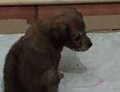 Doação de filhote de cachorro fêmea com pelo longo e de porte pequeno em Santo André/SP - 06/10/2016 - 24319