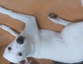 Doação de filhote de cachorro macho com pelo curto e de porte pequeno em São Paulo/SP - 07/10/2016 - 24325