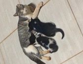Doação de filhote de gato macho com pelo curto e de porte pequeno em Trindade/GO - 08/10/2016 - 24329