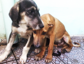 Doação de filhote de cachorro macho com pelo curto e de porte grande em Taboão Da Serra/SP - 09/10/2016 - 24333