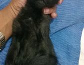 Doação de filhote de gato macho com pelo curto e de porte pequeno em Brasília/DF - 10/10/2016 - 24342