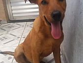 Doação de filhote de cachorro macho com pelo curto e de porte médio em São Paulo/SP - 14/10/2016 - 24371