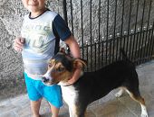 Doação de filhote de cachorro macho com pelo curto e de porte médio em São Paulo/SP - 15/10/2016 - 24377