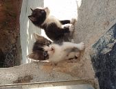 Doação de filhote de gato fêmea com pelo curto e de porte pequeno em São Paulo/SP - 04/11/2016 - 24577