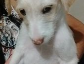 Doação de filhote de cachorro fêmea com pelo curto e de porte médio em São Bernardo Do Campo/SP - 07/11/2016 - 24604