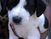 Doação de filhote de cachorro fêmea com pelo curto e de porte médio em Osasco/SP - 08/11/2016 - 24618