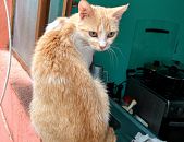 Doação de gato adulto fêmea com pelo curto e de porte pequeno em Belo Horizonte/MG - 09/11/2016 - 24640