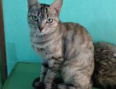 Doação de gato adulto fêmea com pelo curto e de porte pequeno em Belo Horizonte/MG - 09/11/2016 - 24641