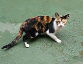 Doação de gato adulto fêmea com pelo curto e de porte pequeno em Belo Horizonte/MG - 09/11/2016 - 24642