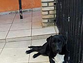 Doação de filhote de cachorro macho com pelo curto e de porte médio em São Bernardo Do Campo/SP - 09/11/2016 - 24645