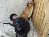 Doação de cachorro adulto fêmea com pelo longo e de porte grande em São Bernardo Do Campo/SP - 10/11/2016 - 24646
