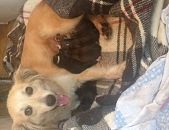 Doação de cachorro adulto fêmea com pelo curto e de porte médio em São Bernardo Do Campo/SP - 16/11/2016 - 24702