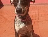 Doação de filhote de cachorro fêmea com pelo curto e de porte médio em São Paulo/SP - 18/11/2016 - 24719