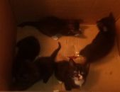 Doação de filhote de gato macho com pelo curto e de porte pequeno em Diadema/SP - 22/11/2016 - 24751