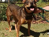 Doação de cachorro adulto fêmea com pelo curto e de porte médio em São Paulo/SP - 22/11/2016 - 24753