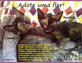 Doação de filhote de gato fêmea com pelo curto e de porte pequeno em São Paulo/SP - 22/11/2016 - 24755