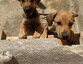 Doação de filhote de cachorro fêmea com pelo curto e de porte pequeno em Belo Horizonte/MG - 24/11/2016 - 24779