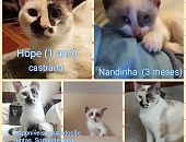 Doação de filhote de gato fêmea com pelo curto e de porte pequeno em São Paulo/SP - 03/01/2017 - 25106