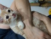 Doação de filhote de gato macho com pelo longo e de porte pequeno em Rio De Janeiro/RJ - 04/01/2017 - 25108