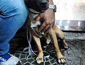 Doação de cachorro adulto macho com pelo curto e de porte médio em São Paulo/SP - 09/03/2017 - 25718