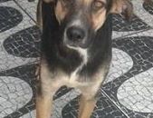 Doação de cachorro adulto macho com pelo curto e de porte médio em Taboão Da Serra/SP - 25/04/2017 - 26082