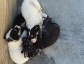 Doação de filhote de cachorro macho com pelo curto e de porte pequeno em Ribeirão Pires/SP - 12/06/2017 - 26460