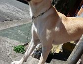 Doação de filhote de cachorro macho com pelo curto e de porte médio em São Paulo/SP - 13/06/2017 - 26469