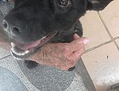Doação de filhote de cachorro fêmea com pelo curto e de porte médio em São Paulo/SP - 21/06/2017 - 26509