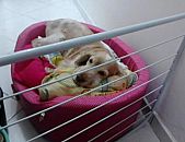 Doação de cachorro adulto fêmea com pelo curto e de porte médio em São Paulo/SP - 23/06/2017 - 26528