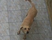 Doação de cachorro adulto fêmea com pelo curto e de porte médio em São Paulo/SP - 26/06/2017 - 26541