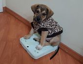 Doação de filhote de cachorro fêmea com pelo curto e de porte médio em São Paulo Do Potengi/RN - 27/06/2017 - 26542